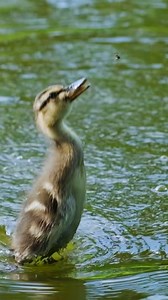 The Little Duck's 'Delicacy on the Tip of the Tongue': An Insect Feast in Slow Motion! Watch how this little duck savors its "meal"—every bite is full of charm in slow motion. #duck #birds | Birds of nature