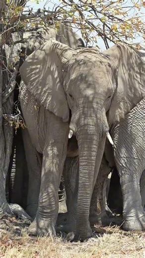 Elephants at Etosha National Park in Namibia.