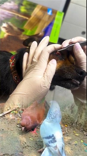 Dog Eye Cleaning & Dirt Removal | Satisfying Veterinary Care 🐶👁️