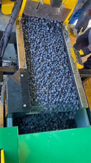 We are proud to announce that AutoFill berry technology has won the prestigious AE50 award. 🏆 The award recognizes the top innovative new products produced in 2025 and will be presented during the 2026 Agricultural Equipment Technology Conference (AETC) in Louisville Kentucky on February 10th. This is the 16th time Oxbo has won the AE50 award, and the 2nd award for AutoFill in 2025, winning a Top 10 New Product award at the 2025 World Ag Expo. #oxboisag #worldagexpo #ae50award #agriculture #agr