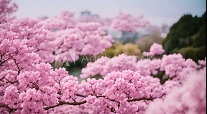 Sakura Photography in Osaka with the Nikon Z7 II and DJI Air 2S Drone