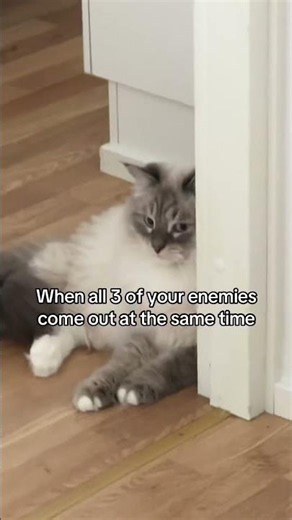 His worst nightmare #cat