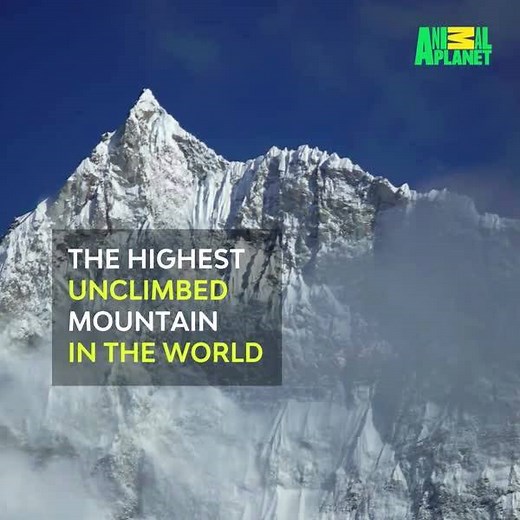 The highest unclimbed mountain in the world may hide secret of gigantic proportions. | Animal Planet