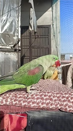 Building Wooden Log Cabin in Forest🌲Survival House Step by Step"GSM2.0 2000