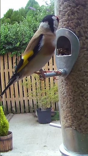 Goldfinch, just like a little work of art! Stunning birds