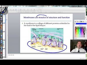 Membranes: Structure and Function