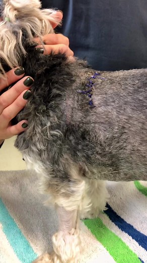 Flail chest in a dog 😱 #AFairShotWithBlock #veterinarymedicine #GameT...