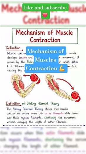 Muscle Contraction Mechanism #anatomy #bscnursing #nursingnotes #muscle #youtubesearch