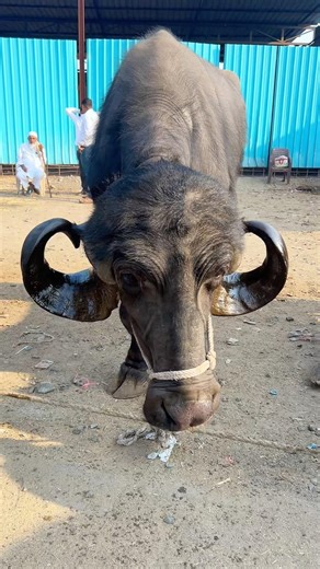 इतने बड़े सिर वाली भेस || 😳👻💸 #shorts #minivlog #youtubeshorts #viralshort #trendingvideo