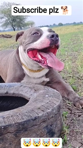 “Top 4 Powerful Dogs You Can’t Ignore 🔥🐕”