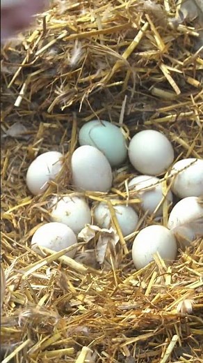 How to Raise Ducks & Egg Business - Poultry Business - Poultry Farm. #duck