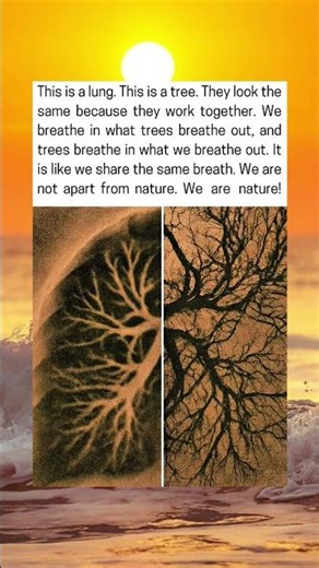 Your Lungs And This Tree Are The Same 🌳💚
