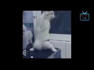 Top 50 funny cats and dogs dancing to music of all time