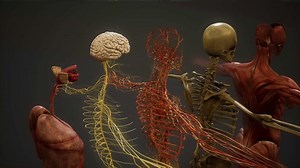 Animated 3D human anatomy illustration