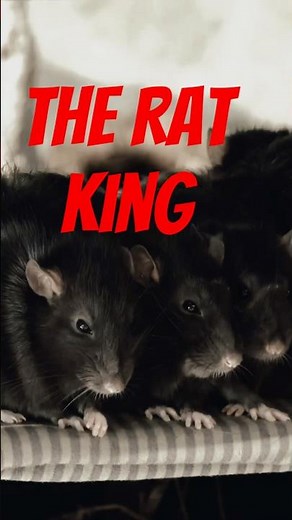 They found 32 rats tied together by their tails.. 🐀👑 (The Rat King)