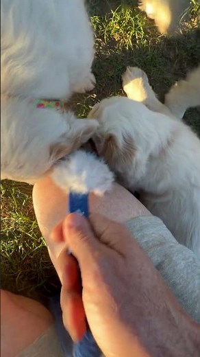 Clumber Spaniel Cuteness #dogtraining #dogcoach #puppy #clumberspaniel