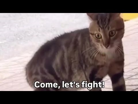 Funny cat videos 2026! 😺 The most dramatic cats moment ever!😹