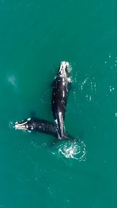 513K views · 10K reactions | Southern right whales from above! : Maxi Jonas FOTOS Right whales have large, bumpy growths on their heads known as callosities (coming from the word callus). Callosities are unique to every whale in terms of their size, position, and shape, allowing scientists to more easily recognize individuals. | Ocean Conservation Research - OCR | Facebook