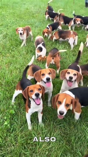 The Shocking Truth About Beagles 🐕❌ #shorts #pets #dog #puppy #animals #beagle #nature #wildlife