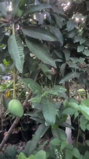 @# Thai Kathimoni mango @# ￼ download Instagram @# ￼￼vairal video