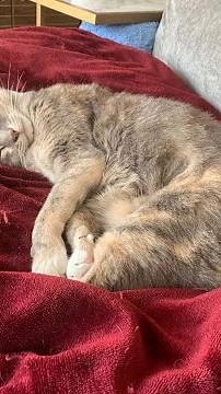 Cozy cat in the heated blanket