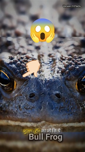 24 Ghante Jaagta Rehta Hai Yeh Janwar 😱 #shorts #youtubeshorts #viralshorts