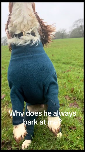 He’s barking mad for… #bark #cockerspaniel #foryoupage #funny #noisy | dog barking