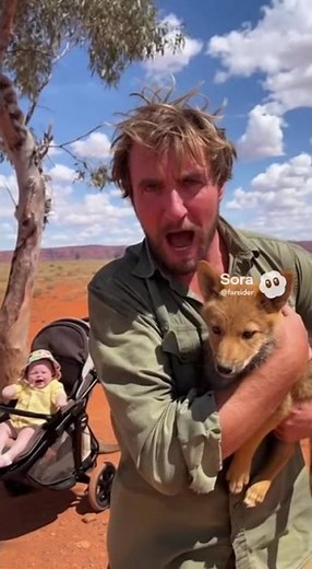 A "Baby" tried to eat my "Dingo"