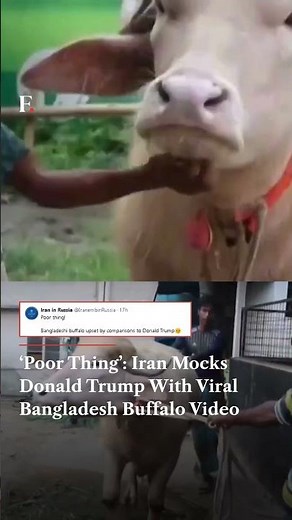 'Poor Thing’: Iran Mocks Trump With Viral Bangladesh Buffalo Video | Firstpost News