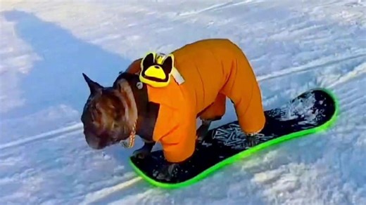 French Bulldog snowboards like a pro