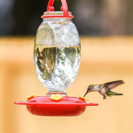 How to clean a hummingbird feeder