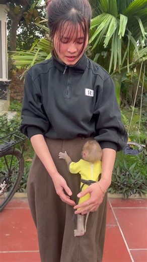 The baby monkey was playing but wanted its mother to pick it up.☺️