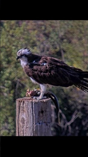 Iris The Osprey Enjoys A Large Fish On Owl Pole