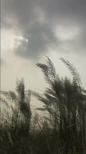 Nature Ambience - Soft Breeze, Relaxing Sound of Nature, Swaying Grass on wind