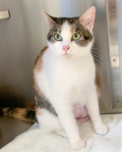 🐱 MEET MATILDA 🐱 Matilda is wonderful and gorgeous calico! 🩷 This lovely lady just had a litter of kittens and was an excellent mom. Her babies have all been adopted and now it is Matilda's time to find her own home! To learn more about this perfect one-year-old cat, check out her profile here: bit.ly/SASadoptableCATS 🐾🌟🥰 | Scituate Animal Shelter of Massachusetts