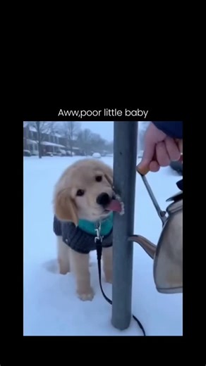 Whigga™ on Instagram: "The video captures a golden retriever puppy with its tongue frozen to a metal pole in snow, freed by its owner pouring hot water from a teapot, a technique that melts ice adhesion without harming the animal. Posted by @dogssaveworld on January 2, 2026, it reposts a December 2025 viral clip viewed millions of times across platforms, emphasizing quick pet rescues in subzero temperatures. Replies split between empathy for the "poor baby" and skepticism over AI generation due 