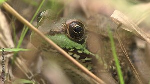 Green frog in grass macro