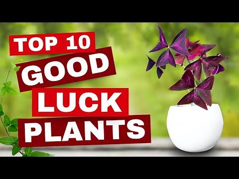 10 BEST Good Luck Plants to TRANSFORM Your Home’s Vibe! ✨