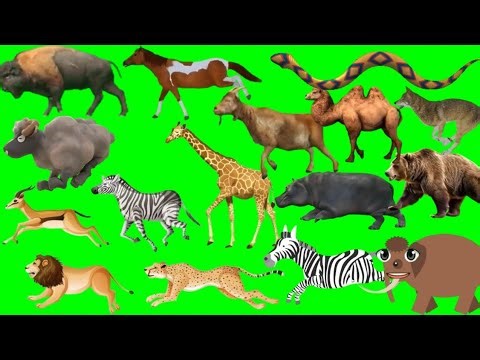 Wild animal running green screen video zoo animal running green screen stamped 🦛#animal