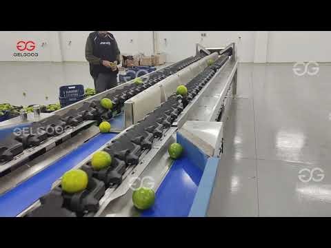 Citrus Sorting Processing Line
