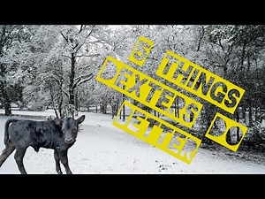 5 Things Dexter Cows Do Better