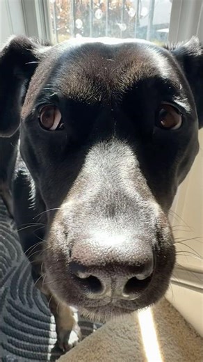 Springing into Spring #dog #puppy #shorts #yutubeshorts