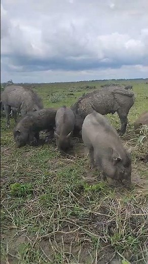 Incredible Animals in Nature: A Journey Through Wildlife Wonders #pig #animallife #pigfeed #farming