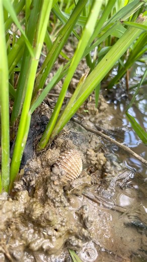 Wonderful pearls in clam found #pearls #oyster #clam #shorts