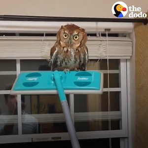 People were scared to death when these wild animals showed up in their homes — and they decided to rescue them anyways. The snake in the toilet is unreal! 👏👏👏 | The Dodo