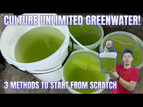 How to Culture Unlimited Green Water from Scratch!