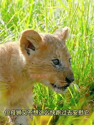 小獅子勇敢攀爬，沒想到卻突然從樹上掉落！ #神奇動物在抖音 #動物的迷惑行為 #動物世界 #野生動物零距離 #獅子