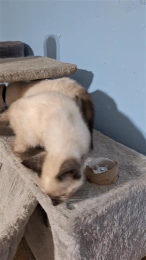 Sweet Elle and Jasmine are Tortie Point Siamese Females. They've had no interest. About 10w, neg FIV and Felk, vaccinated FVRCP, dewormed and flea meds. #fbreelsfypシ゚viralfbreelsfypシ゚viral #fbreelsfypシ゚viralシ #fbpost2025 #fbreelsfyp #facebookreelsviral #viralvideochallenge #kitten #kittens #rescuekitten #kittenrescue #kittensofinstagram #kittensoftiktok #rescueanimals #kittenseason | Linda Becar