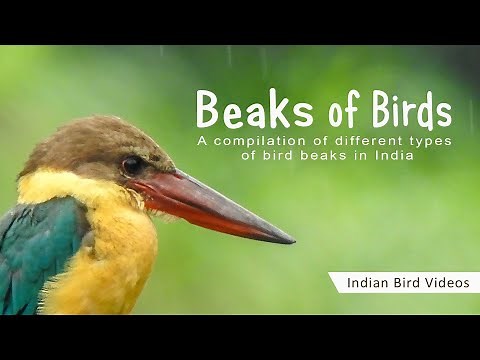 Beaks of Birds - learning about beak adaptations of Indian birds #bird_beaks_adaptations