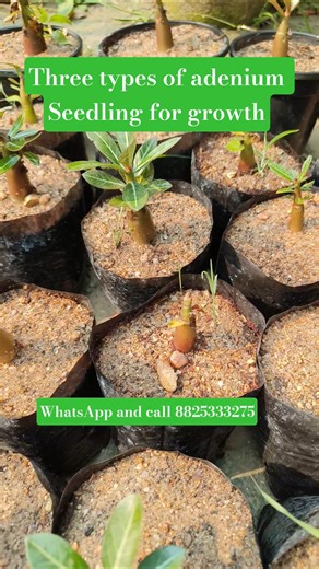 three types of adenium Seedling for growth #desertrose #gardening #plants #viralshort #shorts #yt